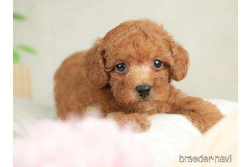 成約済の千葉県のトイプードル-211992の2枚目